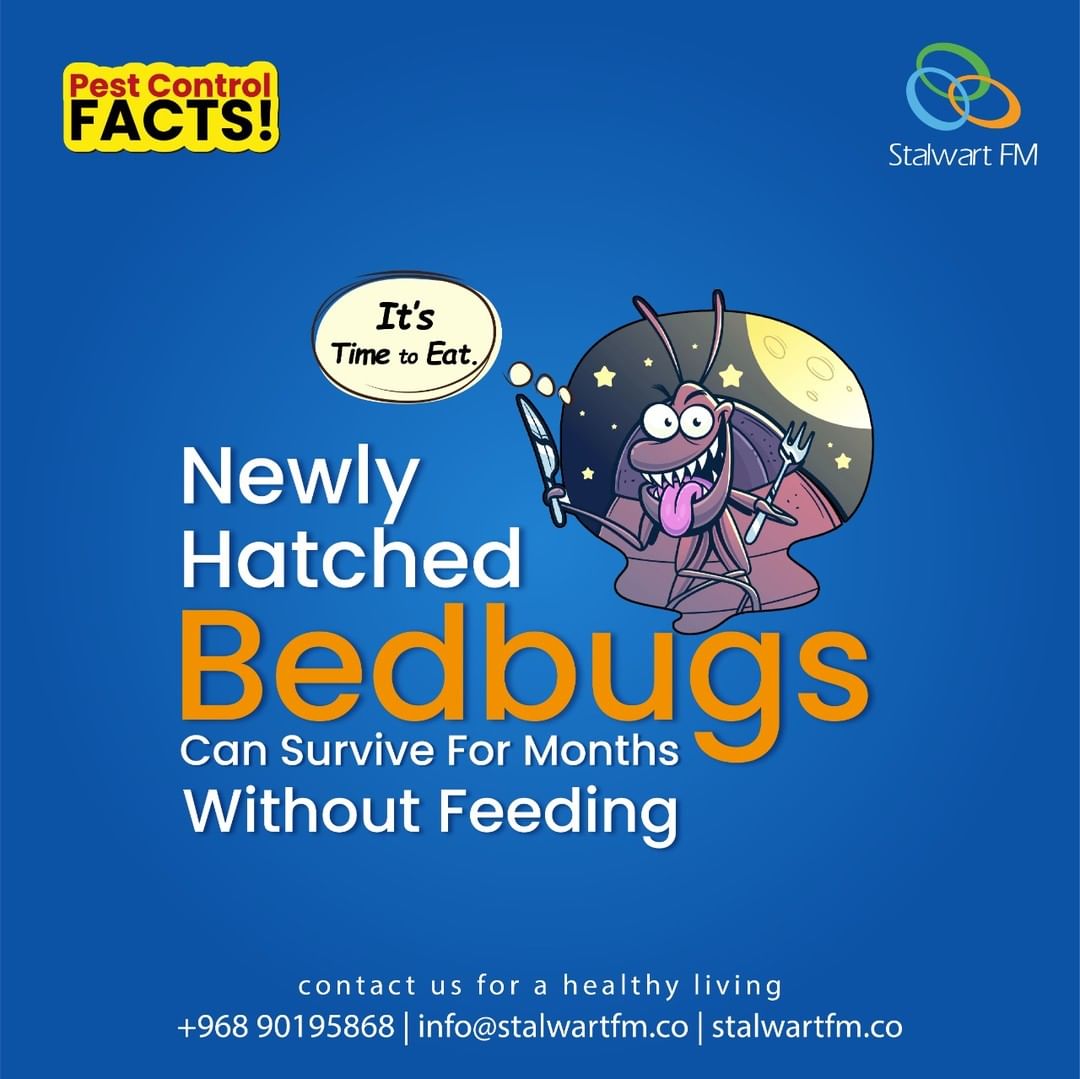 Bed bugs facts