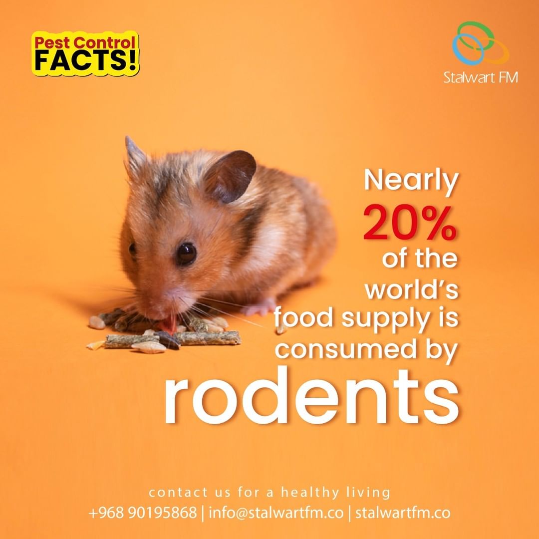 Rodents facts